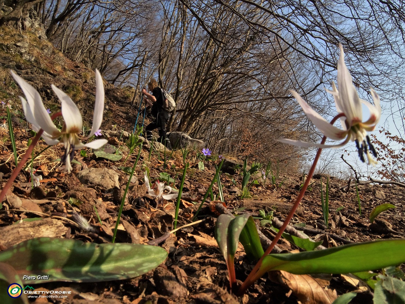 32 Dente di cane- Erithronium dens-canis.JPG